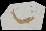 Jurassic Fossil Fish (Leptoleptis) - Solnhofen Limestone #112685-1